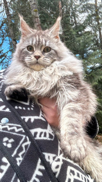 Silver classic maine coon male kitten