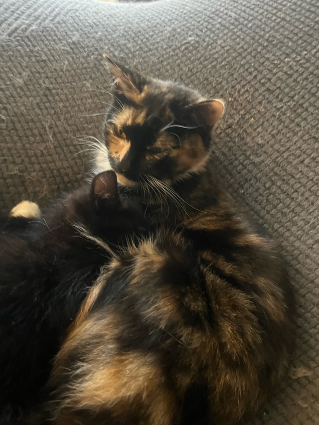 kitten help in Cats & Kittens for Rehoming in City of Toronto - Image 2