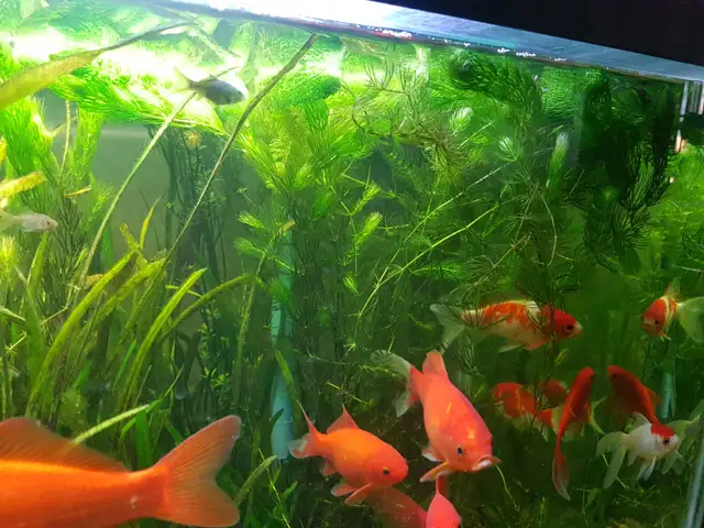 Vallisneria Aquarium plants in Fish for Rehoming in Calgary - Image 5
