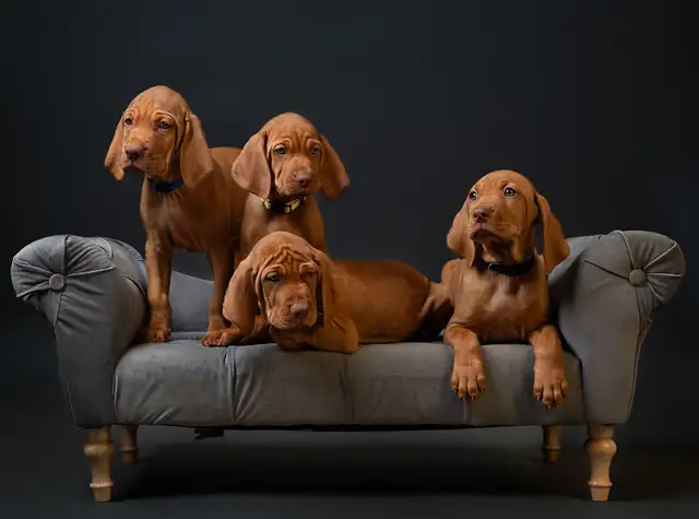 SOLD! One Sweet Male Vizsla Puppy Looking for His Forever Home in Dogs & Puppies for Rehoming in Markham / York Region - Image 3