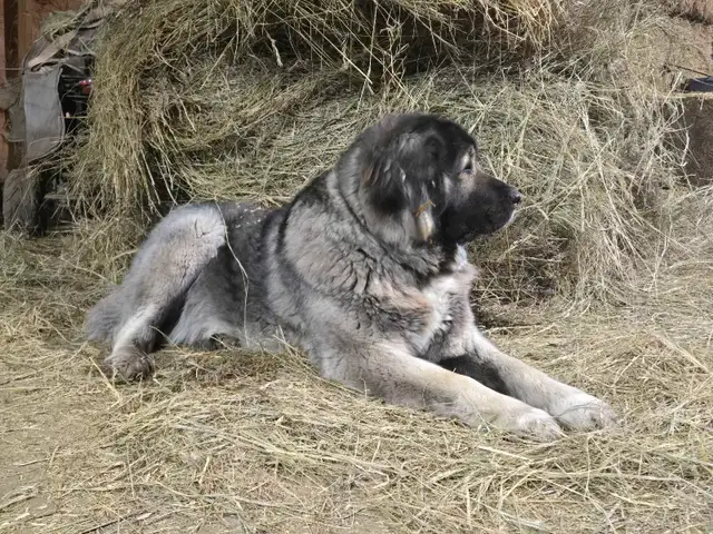 **Caucasian Shepherd Puppies** 100% Purebred in Dogs & Puppies for Rehoming in Winnipeg - Image 9
