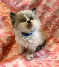 2--Beautiful Pure Himalayan Kittens MALE-Available NOW