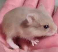 Baby Russia Dwarf Hamsters