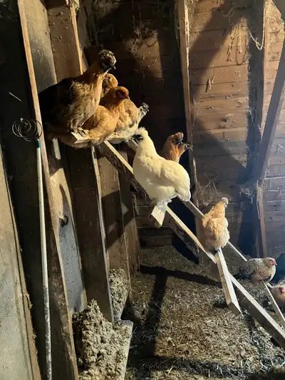 Poules bendy adultes, View more