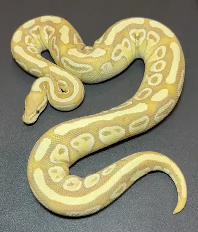 Ball Python Availability List 1.0 - Male 0.1 - Female Hatchlings: 1.0 Spotnose Clown $125 1.0 Lesser...