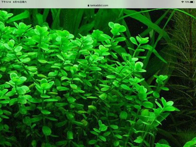 Moneywort and water lettuce for sale or trade in Fish for Rehoming in Ottawa - Image 4