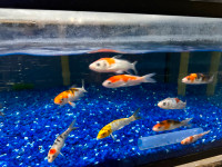 small koi fish for sale at TT PETS