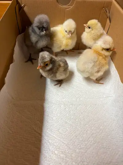 Polish chicks, View more