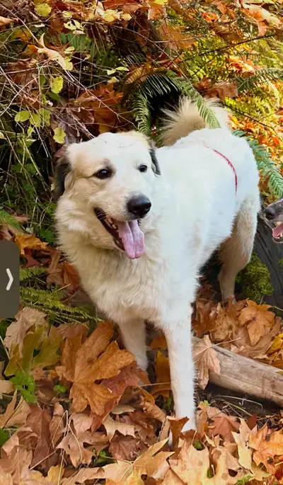Great Pyrenees X, View more