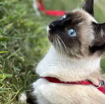 My beautiful Siamese kitty is for sale she’ll come with everything she has! She is spayed since July...