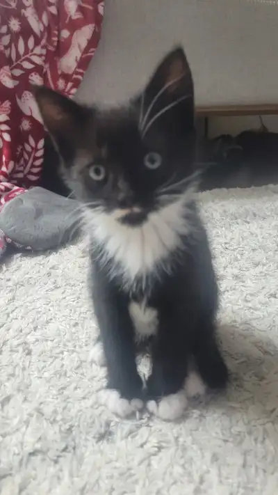 Kittens looking for a forever home., View more