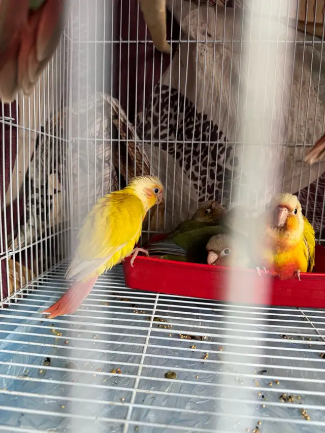 conure  friendly in Birds for Rehoming in Mississauga / Peel Region - Image 10