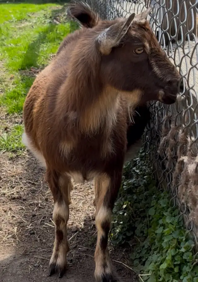 GOAT FOR SALE $420 - Pickering  in Livestock in City of Toronto - Image 2