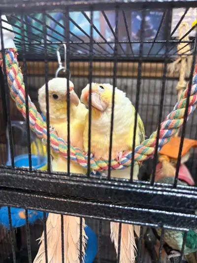 Conure «&nbsp;Mooncheek «&nbsp;baby Handfeed , View more
