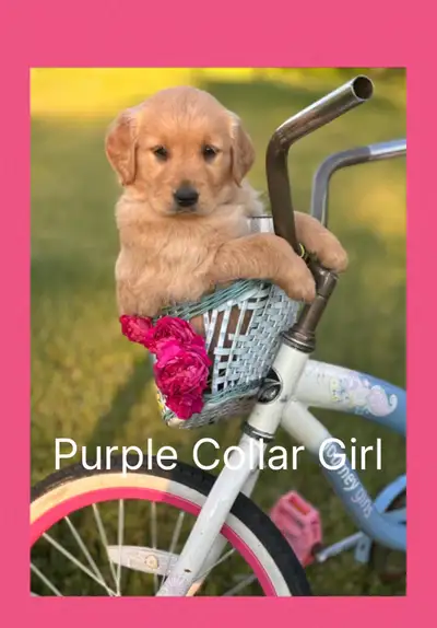 Purebred Golden Retriever, View more