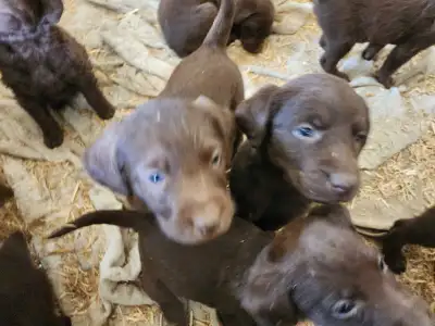 Lab/Labradoodle Puppies, View more