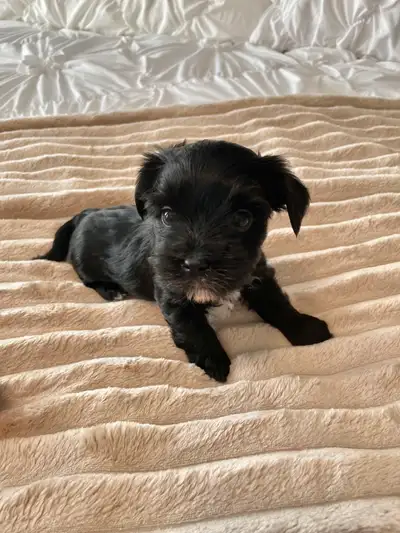YORKIE PUPPIES, View more