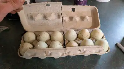 Fertilized Indian Runner Duck hatching eggs., View more