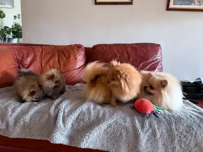Deux petits pomeraniens pure rasse disponible, une femelle et un male. Parents viennent de L'Europe....