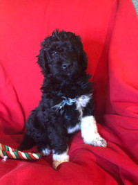 Newfypoo newfiedoodle puppies coming!!!