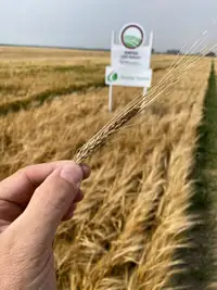 Sirish Barley Seed - Certified