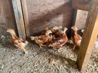 Chickens Boven Pullets