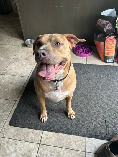 Looking for a loving home for a loving dog, View more