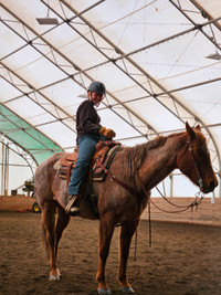 12 year old Red Roan Roping/Ranch/Barrels/Sorting horse.