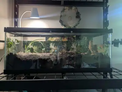 Fully Bioactive terrarium, View more