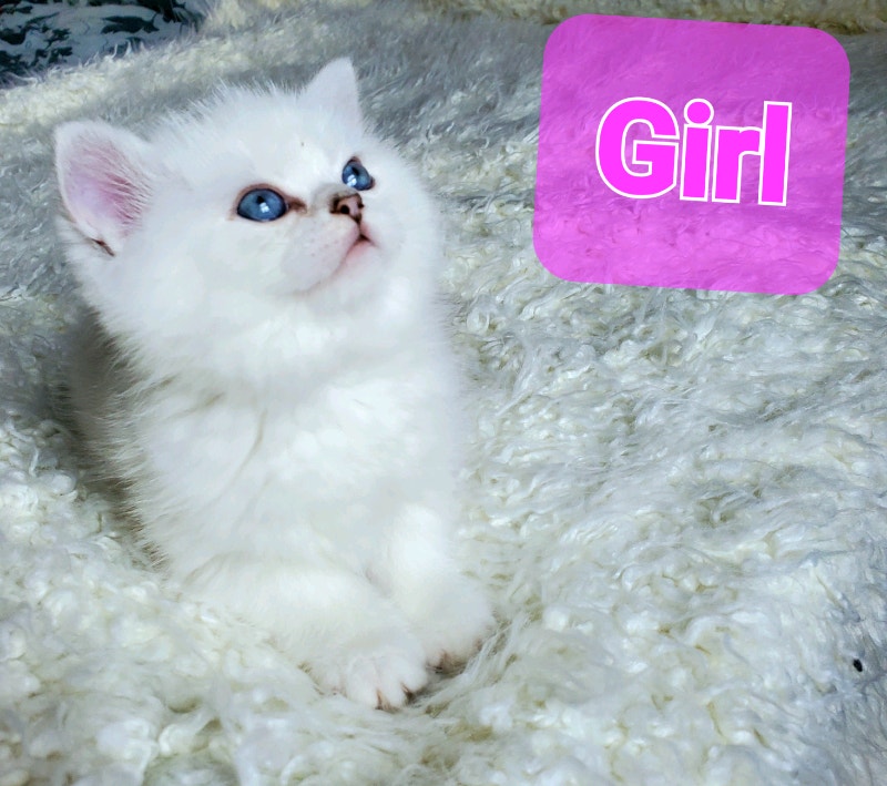 Purebred British shorthair kittens, white blue eyes Cats & Kittens