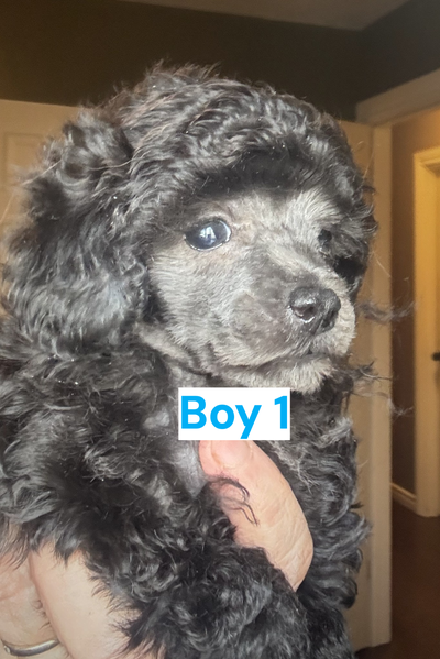 CKC Registered Toy Poodle puppies SIVER and BLUE available. Born February 10. Puppies parents are he...