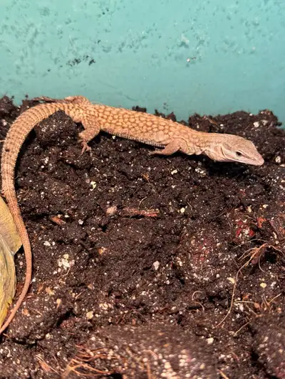 Juvenile Yellow Tail Spiny Monitor Lizard available for rehome. Active, eating well, very aware of s...