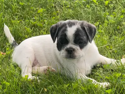 French bulldog x Pug/Pikeneese puppies, View more
