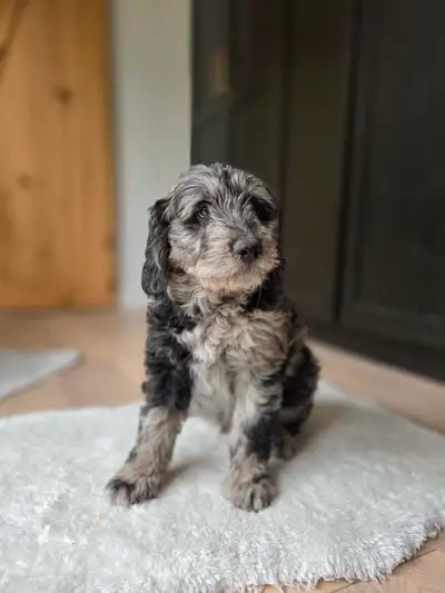 We are excited to introduce to you Bella and Dusty’s second litter together! Bella is a golden retri...