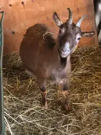 Swiss goat with a two weeks old kid available.