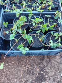 2 strawberry plants in 1 gallon pot.