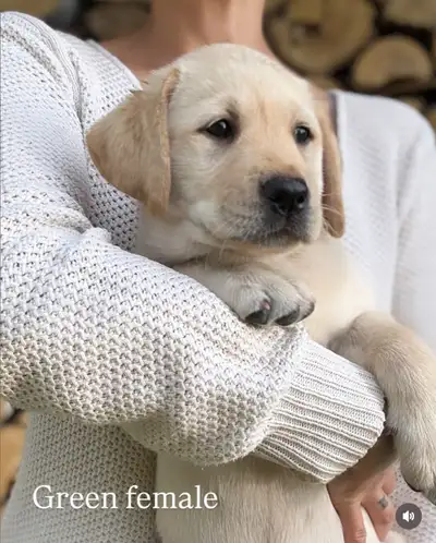 Purebred yellow labrador puppy, View more