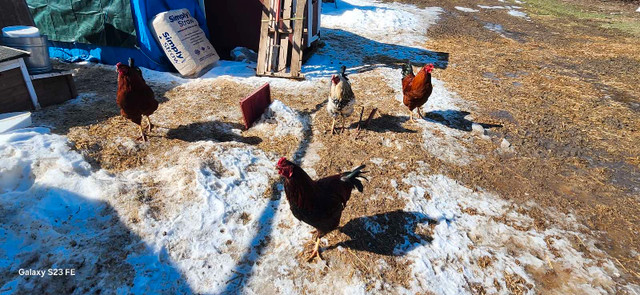 FREE Roosters in Livestock in Swift Current