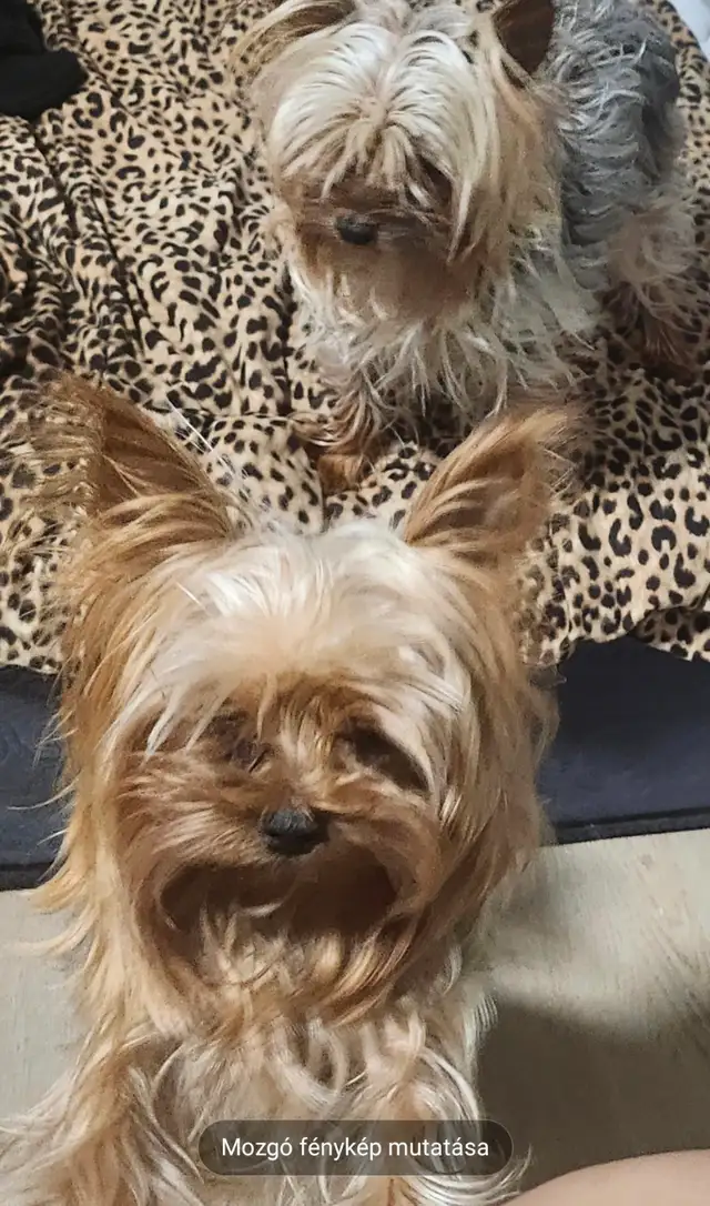 Yorkshire terrier puppies in Dogs & Puppies for Rehoming in City of Toronto - Image 11