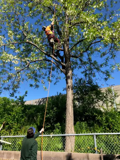 Urgent: Arborist Needed, View more