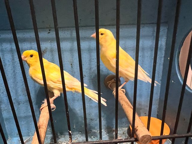Pair Yellow canaries for sale in Birds for Rehoming in City of Toronto - Image 3