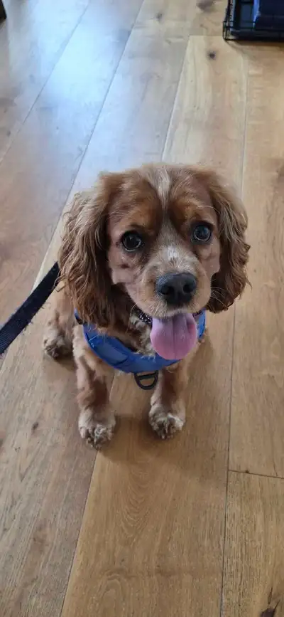 American Cocker Spaniel, View more