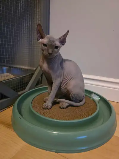 chatons sphynx, View more