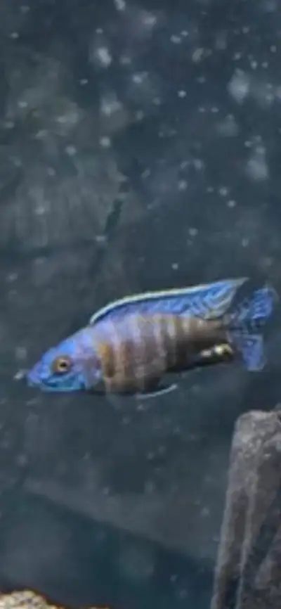 Peacock cichlid, View more
