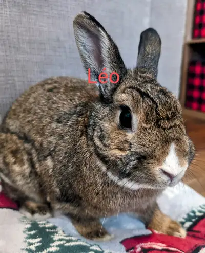 cherche bonne famille pour notre petit Léo de 5 ans,