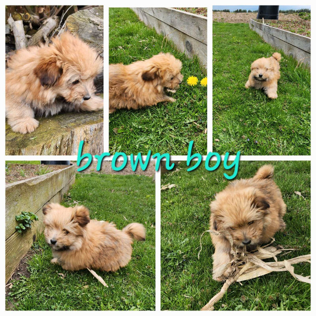 Sweet Shih Tzu Pomeranian puppies available! in Dogs & Puppies for Rehoming in Norfolk County - Image 3