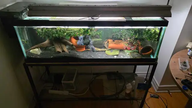 Complete Aquarium Setup – 60 Gallon Breeder + 30 gallon bonus in Accessories in Mississauga / Peel Region - Image 2