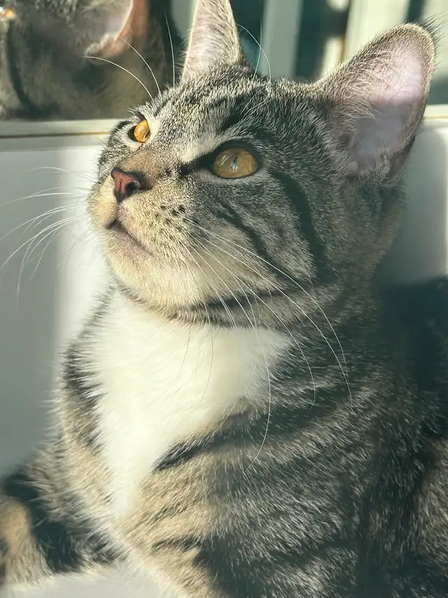 6 month old kitten for rehoming