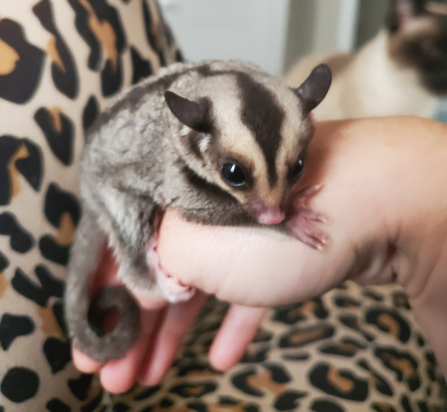 Two baby sugar gliders almost ready to go!!! Hand raised!! in Small Animals for Rehoming in Norfolk County