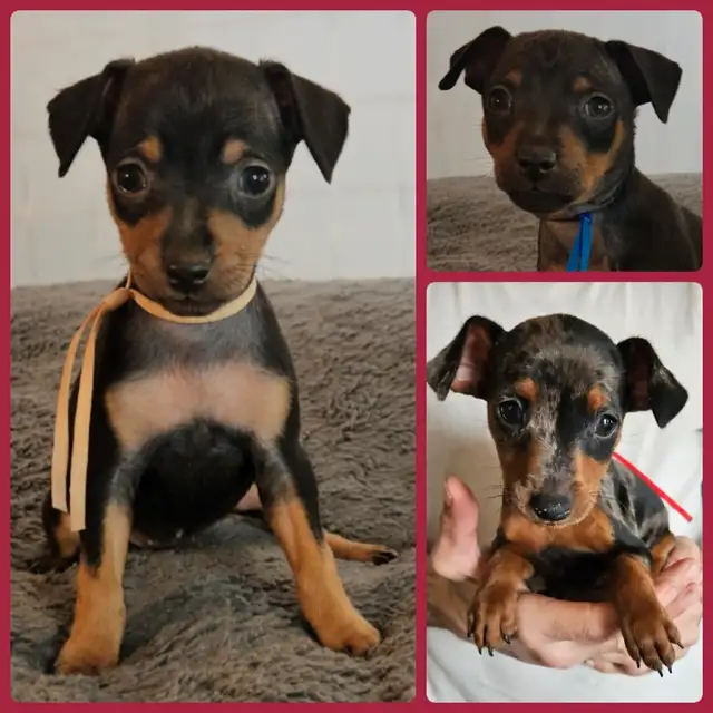 Miniature pinscher puppies in Dogs & Puppies for Rehoming in Winnipeg - Image 2